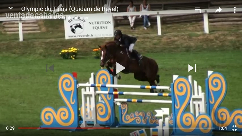 Caballos Capados Silla francés - Caballo de salto internacional 