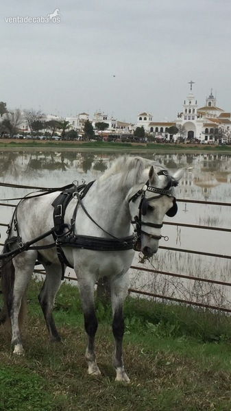 Caballo Español Tordo in 