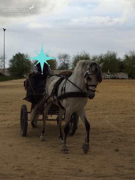 Caballos Pura Raza Española (P.R.E.) PRE - Caballo Español Tordo