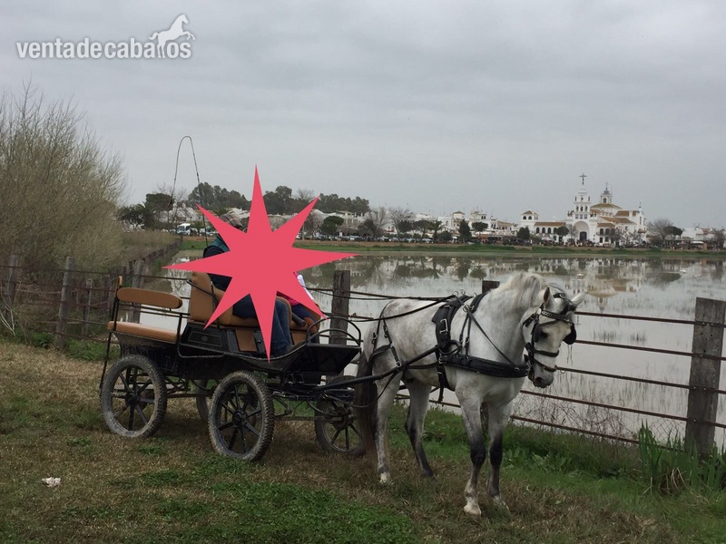 Caballo Español Tordo - Caballos Pura Raza Española (P.R.E.) PRE