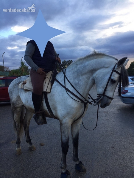 Caballo Español Tordo - PRE
