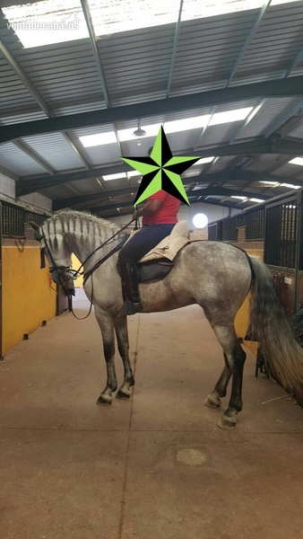 Caballo Español Tordo - Caballos Pura Raza Española (P.R.E.)