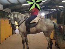Caballo Español Tordo