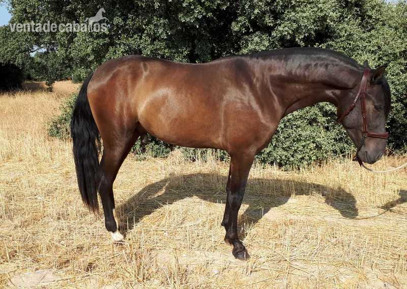 Caballos Pura Raza Española (P.R.E.) Pura Raza Española - Potro Ramillete de 3 años