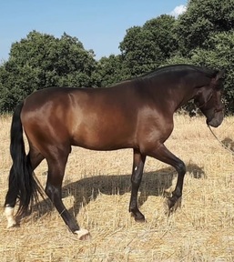 Potro Ramillete de 3 años