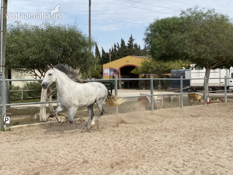 Caballos Pura Raza Española (P.R.E.) PRE - Caballo pre espectaculos