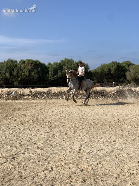Caballo pre espectaculos - PRE