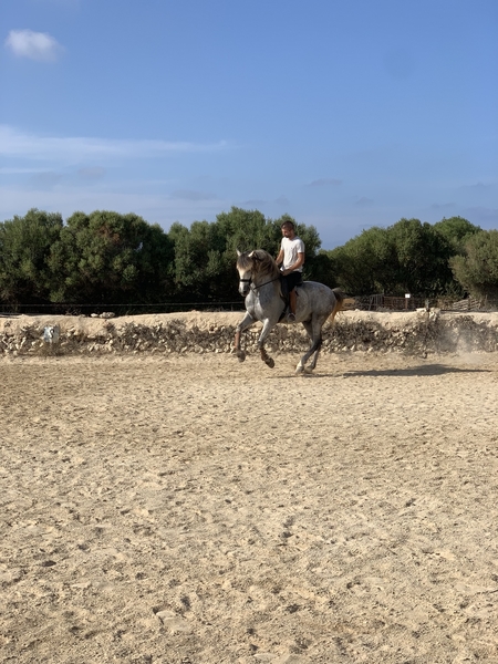 Caballo pre espectaculos - PRE