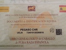 Caballo pre espectaculos