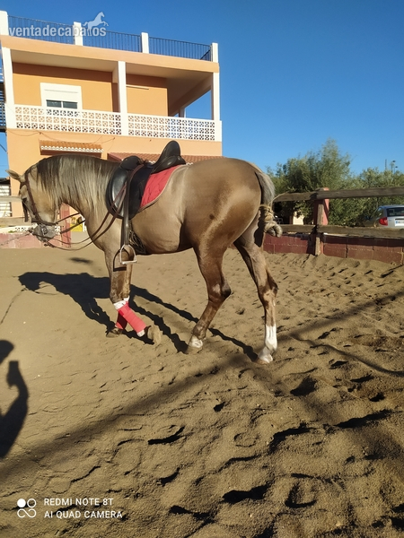 Potro palomino lusitano in 