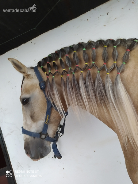 Lusitano