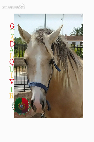 Lusitano {TYPE}