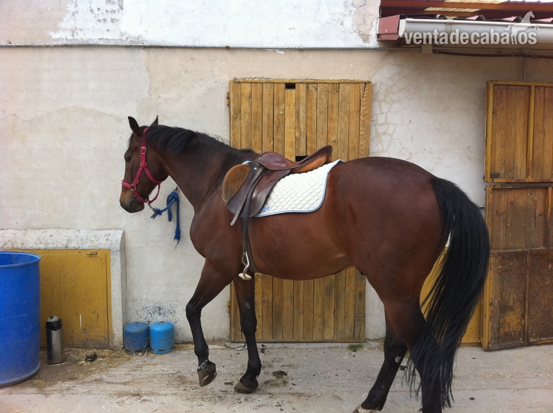 Extraordinario silla frances in 