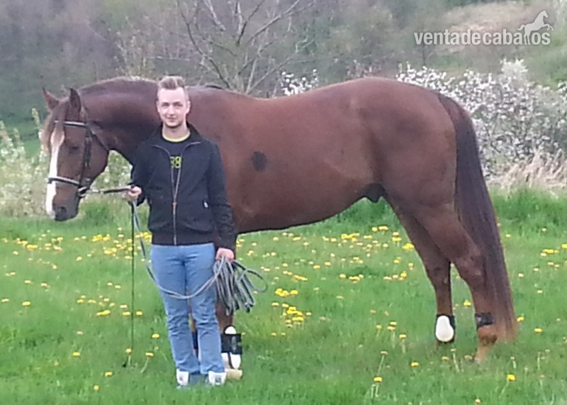 Caballos Enteros Hannoveriano - Hanoverian gelding with German breeding
