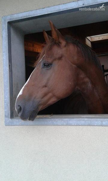 Hanoverian gelding with German breeding - Caballos Enteros Hannoveriano