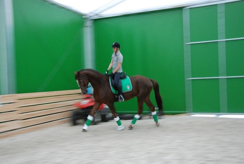 Hanoverian gelding with German breeding - Hannoveriano