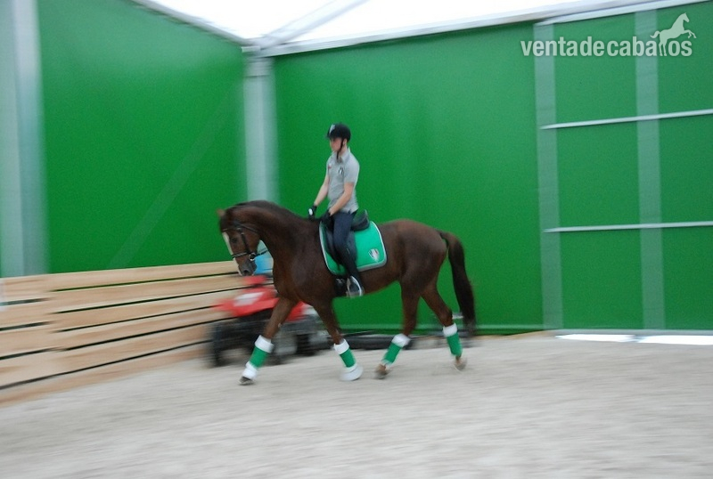 Hanoverian gelding with German breeding - Hannoveriano