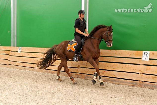 Hanoverian gelding with German breeding in 