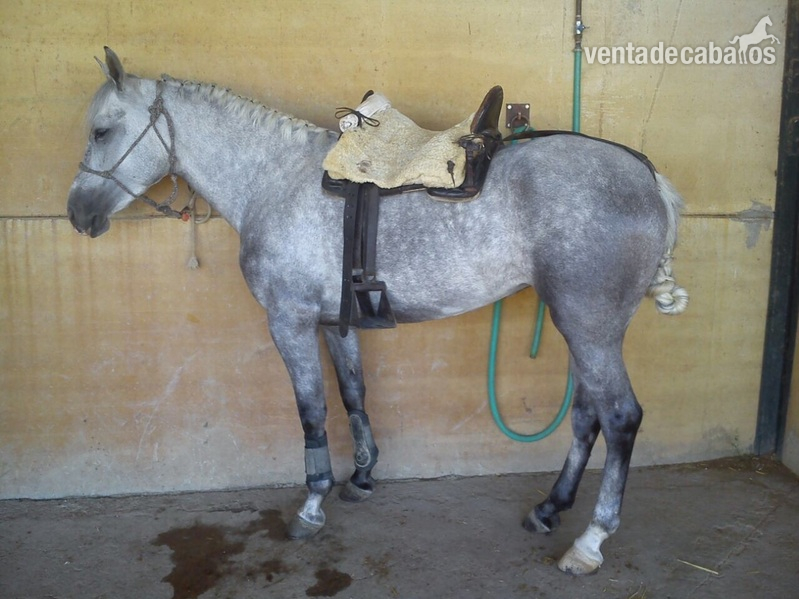 Se vende potra  in 