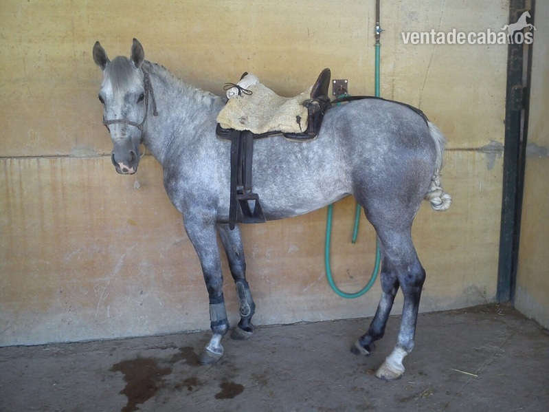 Hispano-Arabe