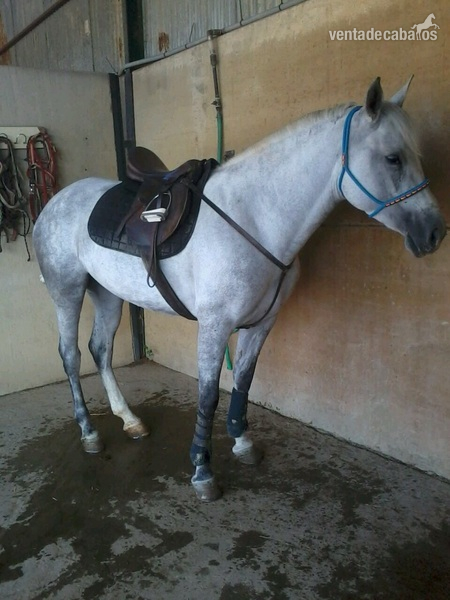 Hispano-Arabe {TYPE}