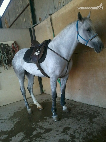 Se vende potra  - Potras Hispano-Arabe