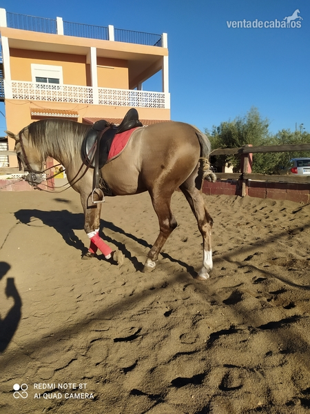 Potro palomino lusitano in 