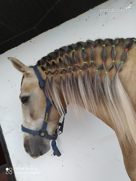 Lusitano
