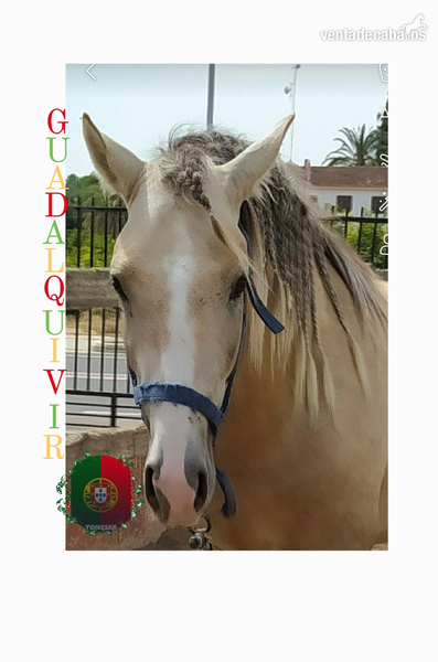 Lusitano {TYPE}