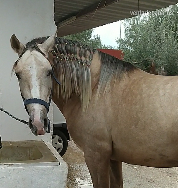Potros Lusitano - Potro palomino lusitano