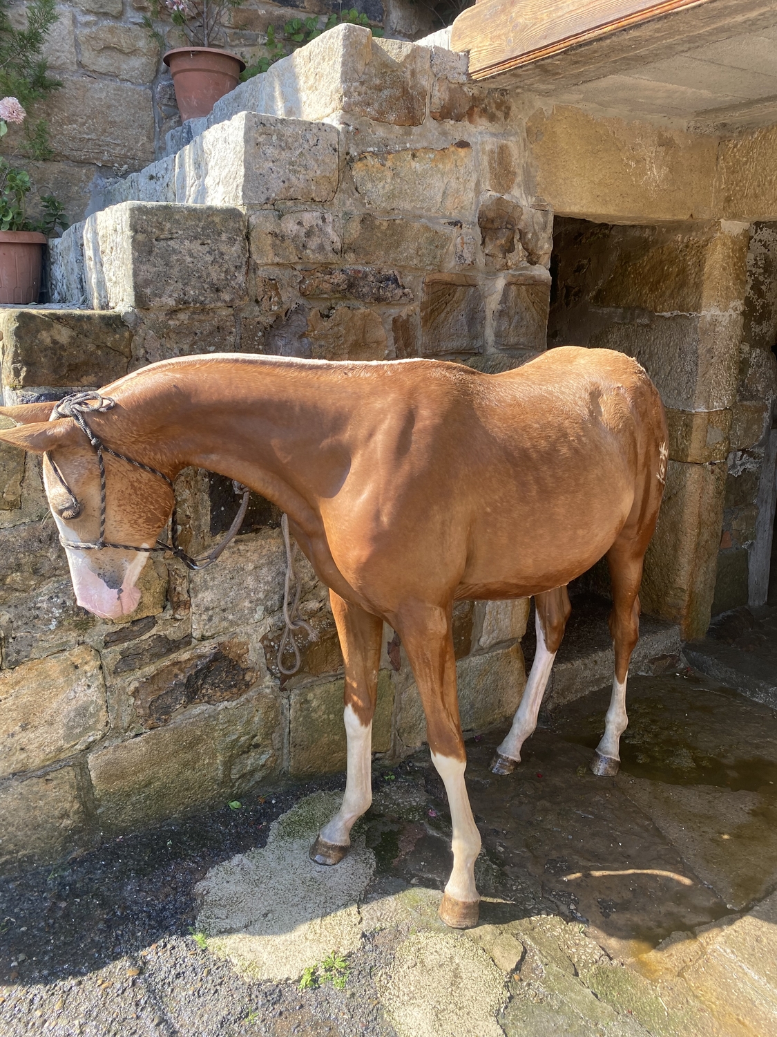 Potro palomino careto cuatralbo in 