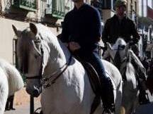 Se vende caballo P.R.E