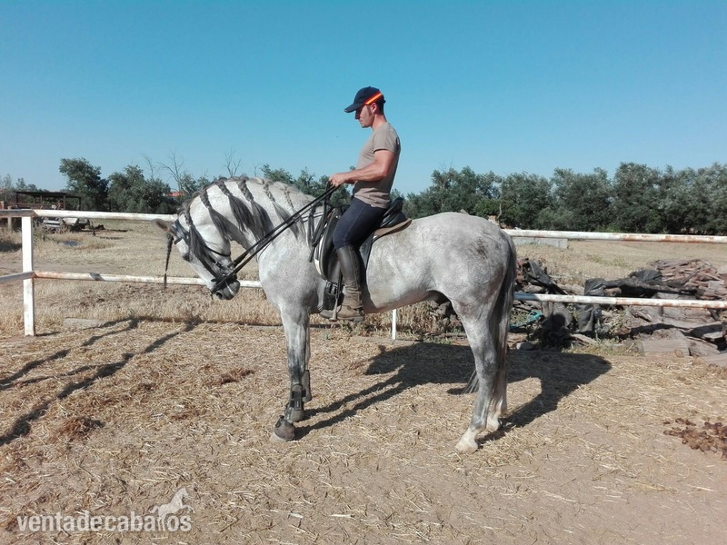 Caballos Pura Raza Española (P.R.E.) P.R.E - Se vende P.R.E o Cambio por Jaco