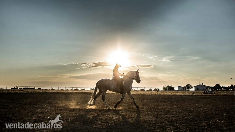 Se vende P.R.E o Cambio por Jaco - Caballos Pura Raza Española (P.R.E.) P.R.E