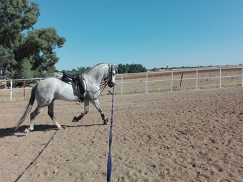 Se vende P.R.E o Cambio por Jaco