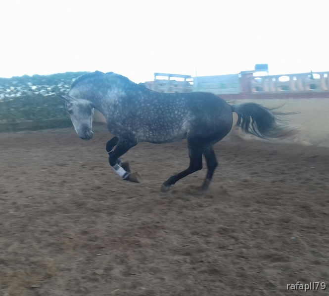 Caballo Lusitano con pasaporte in 