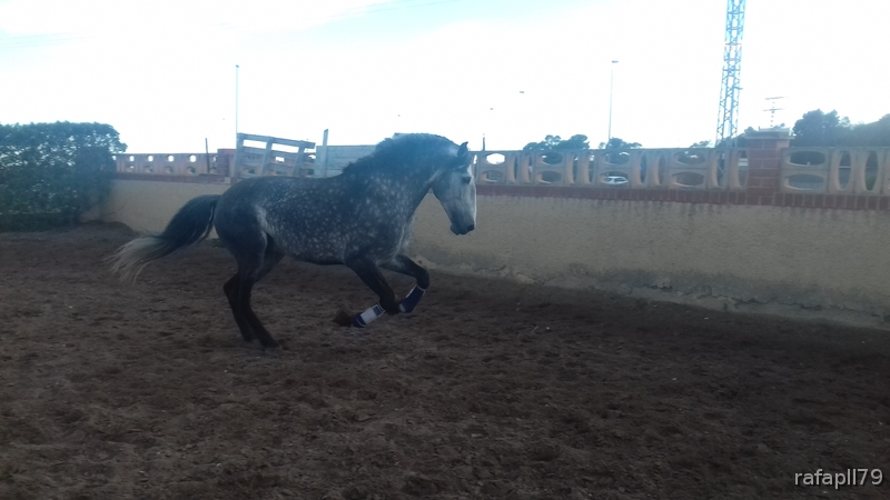 Caballos Enteros cde - Caballo Lusitano con pasaporte