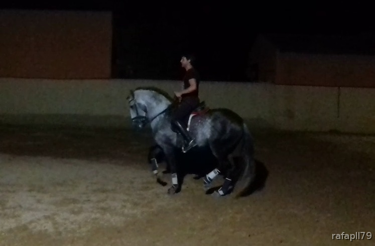 Caballo Lusitano con pasaporte - Caballos Enteros cde