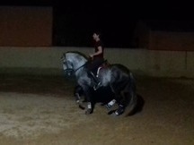 Caballo Lusitano con pasaporte