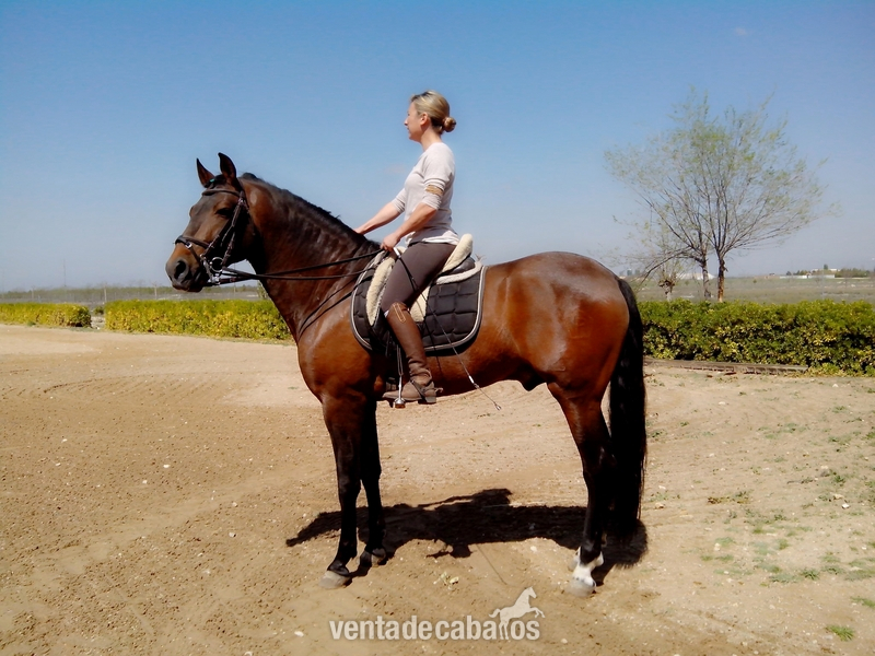 Se vende Caballo P.R.E. in 