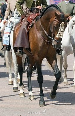 Pura Raza Española
