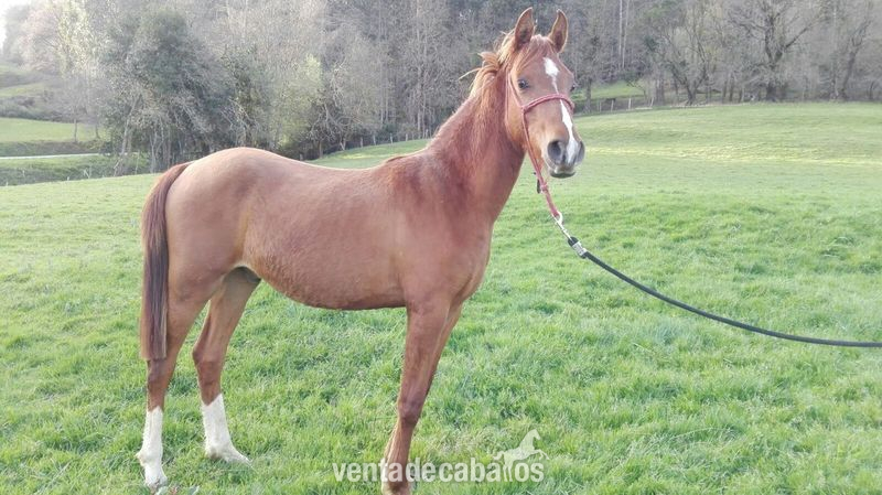 Se vende potro pra Rev-Mozart in 