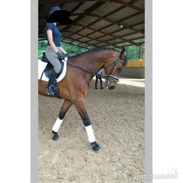 Caballo centro europeo - Caballos Capados Otros