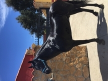 Caballo pura raza español semental capa negra