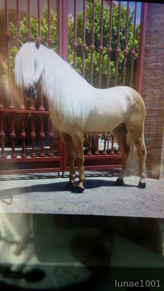 caballo perla entero in 