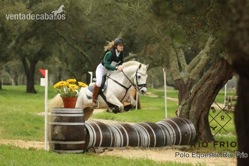 Poni C de saltos in 