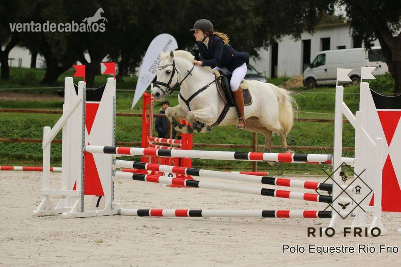 Irish Sport Horse