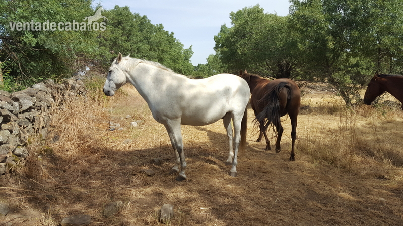 CABALLO ESPAÑOL CON CARTA Y OTRO in 