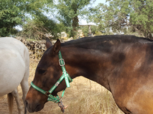 CABALLO ESPAÑOL CON CARTA Y OTRO