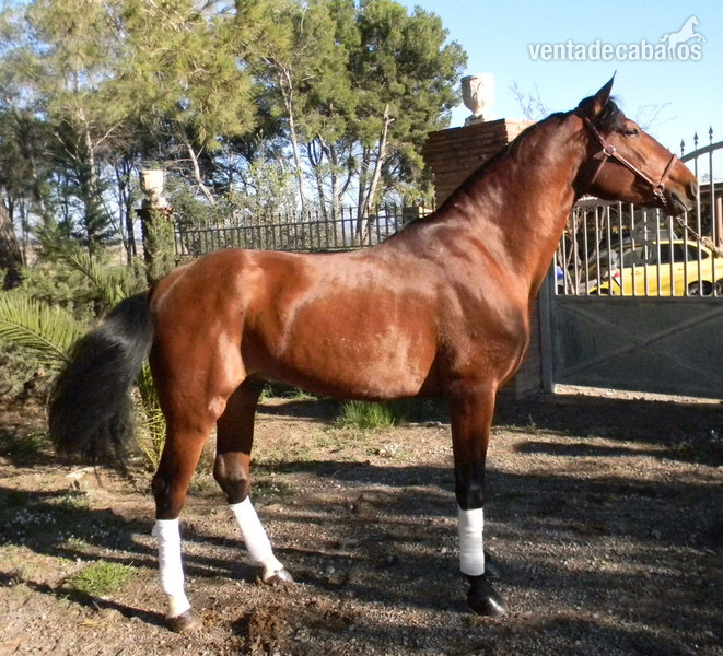Caballos Pura Raza Española (P.R.E.) Pura Raza Española - PRE- Lirio XV